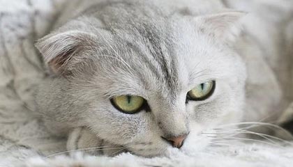 kaiyun官方网站-职业联赛多支队伍经营难以为继，职业联赛的意义