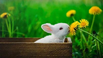 kaiyun官方网站-职业联赛多支队伍经营难以为继，职业联赛的意义