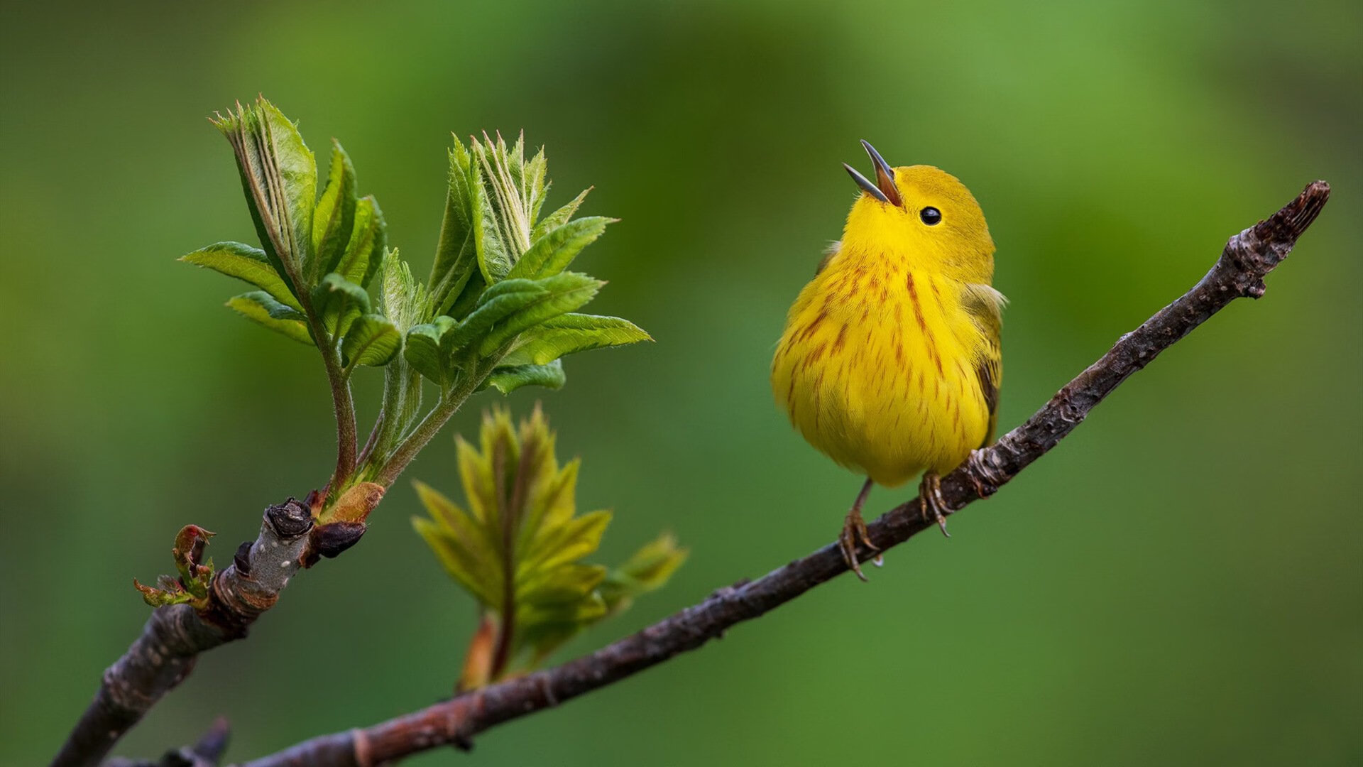 女足亚洲杯中国队八连胜夺冠，中国女足亚洲杯最好的成绩