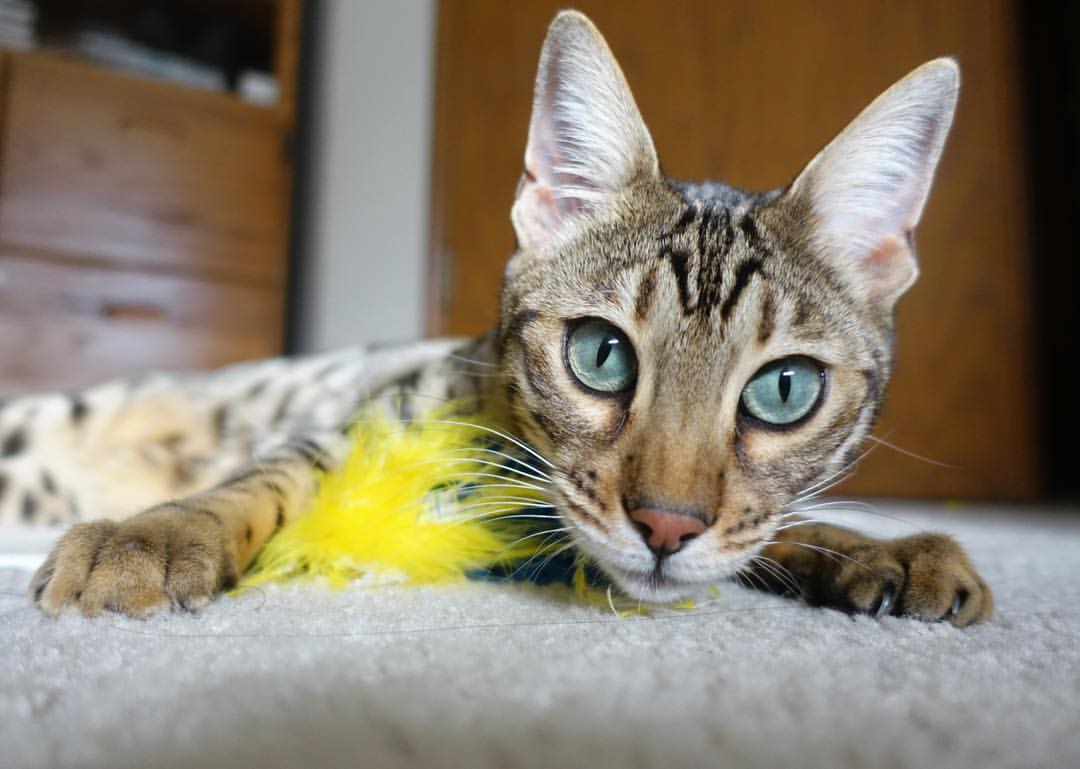 未来型足球场:环保、智能与观众体验的结合,足球 未来