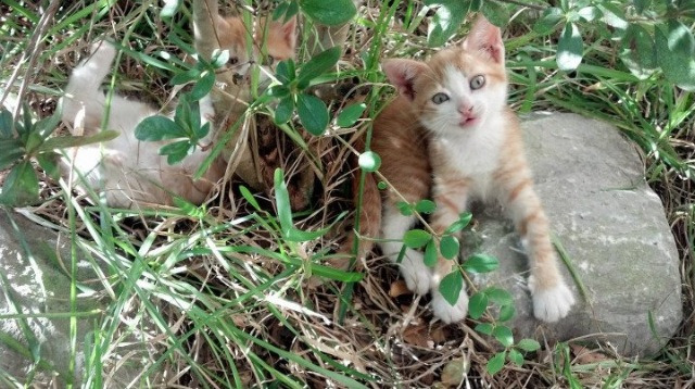 英超阵地防守与高位抢断结合形成新赛季压迫风格，英超战术分析