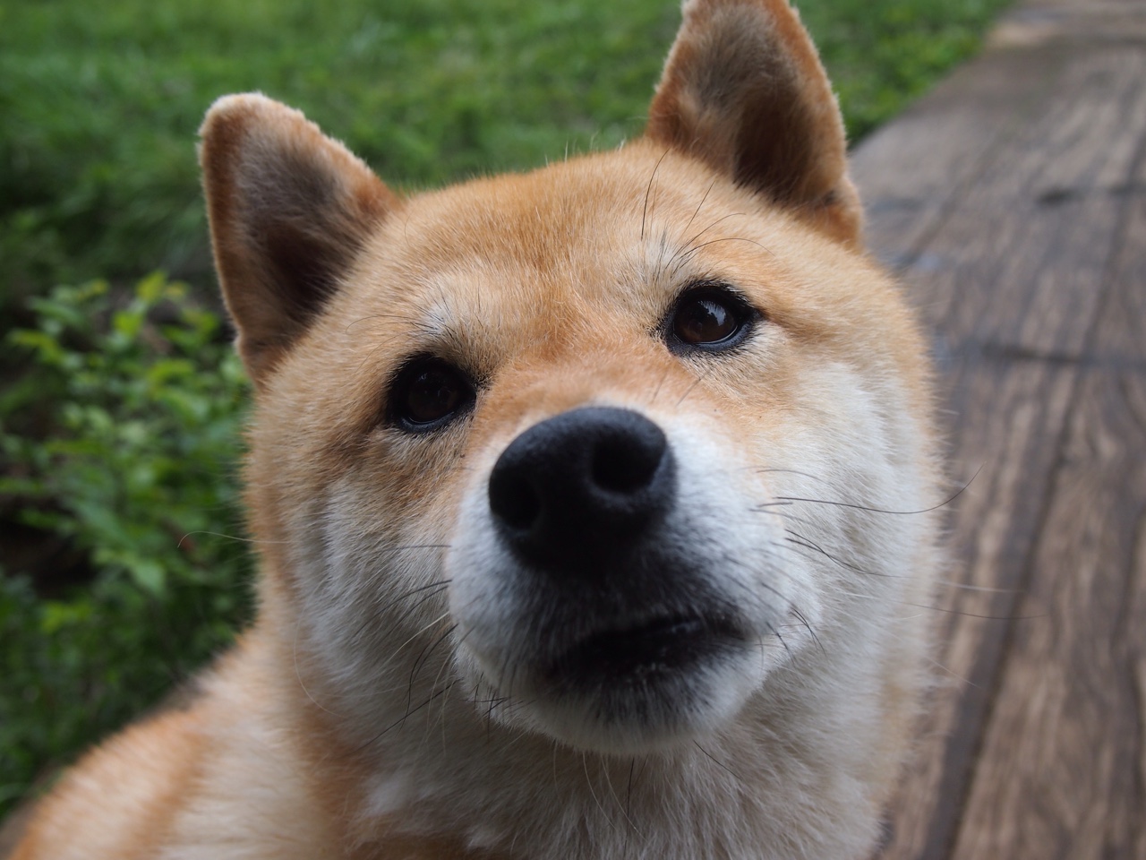 女子自由泳平均划频数据公开，女子自由泳排名