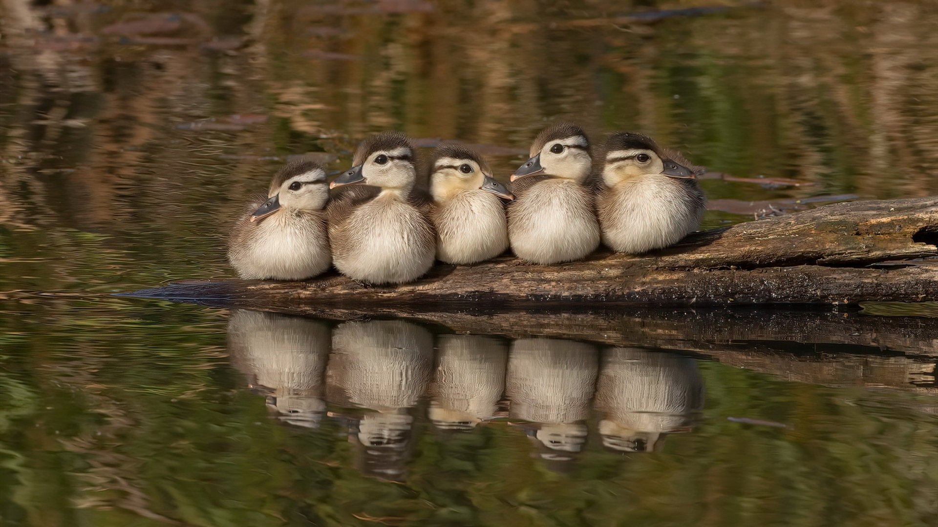 球迷专访最爱的球星是谁，球迷专访最爱的球星是谁啊