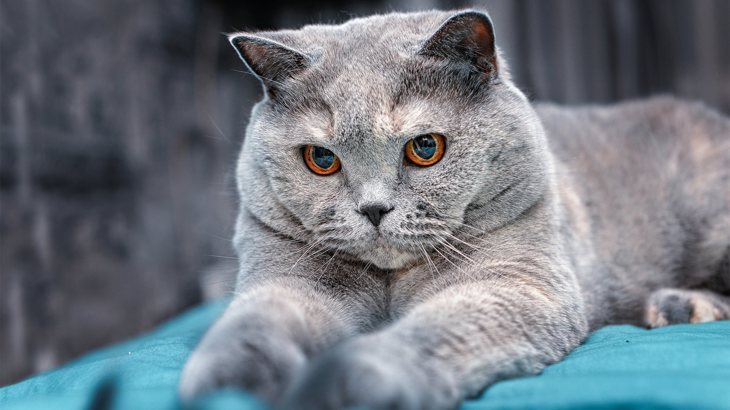 高效得分区域分析哪支球队最精准，球队得分大小什么意思