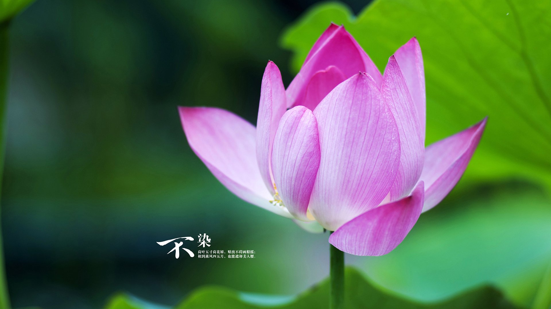 欧洲杯终极对战：战术布局中的惊喜不断，欧杯欧洲杯