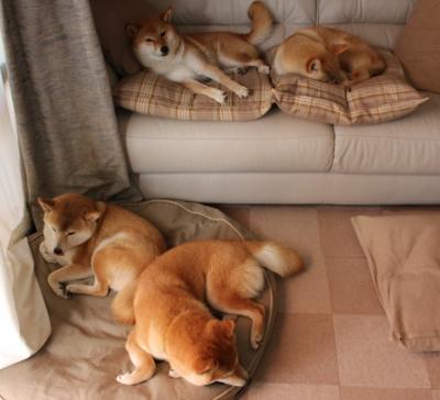 波尔曼的攻防一体打法，使袋鼠队全面提升，波尔曼斯