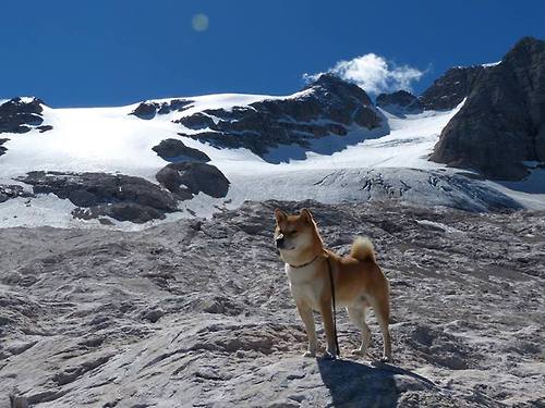 麦考：全黑队最具威胁的盯防者，堪称战术核心，麦考集锦